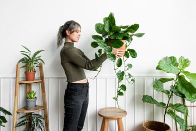 MDZol | Las plantas artificiales son un punto a favor para quienes no tienen tiempo de cuidarlas y mantenerlas Foto: Freepik