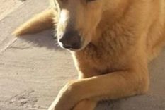 Rubio, el perrito que vivía en la calle