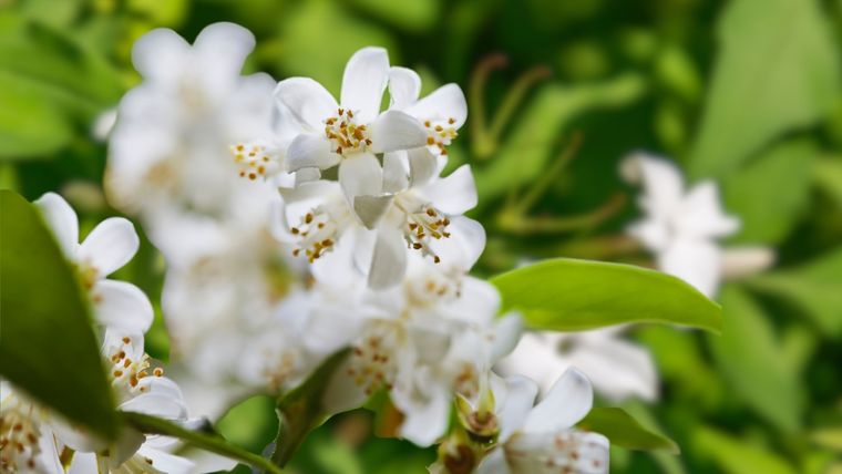 Jazmín, un aroma único. Foto: Fuente: Shutterstock