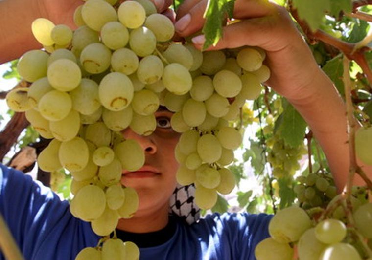 el negocio de la uva en fresco gana terreno en las exportaciones Foto: efe