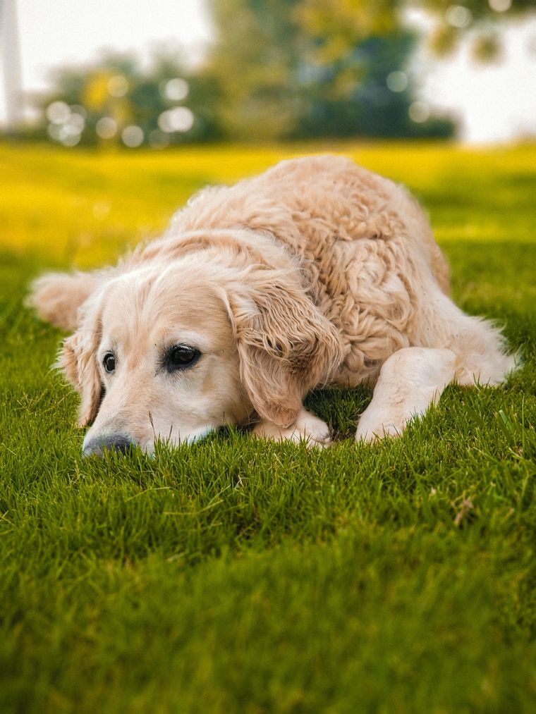 Estos son los nombres escogidos por la inteligencia artificial Foto: Pexels