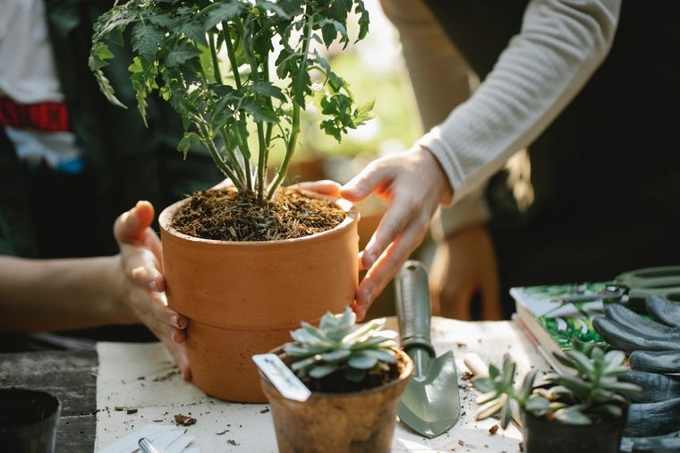 Jardín 5 herramientas imprescindibles para el jardín Foto: Pexels