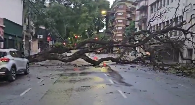 Usuarios registraron árboles caídos en la calle Álvarez Thomas a la altura Elcano, por lo que hay un corte total de tránsito Foto: Gentileza X @jotaleonetti