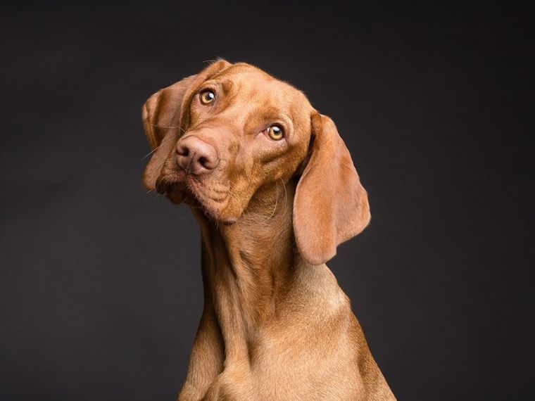 Hablar con las mascotas no es una rareza: es una forma de conexi&oacute;n emocional que mejora la salud mental. Foto: Shutterstock