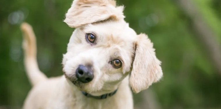 Los golpes de calor pueden dejar consecuencias en nuestras mascotas Foto: Shutterstock