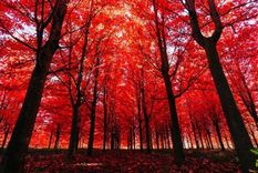 ¿Qué pasa si alguno se cae y no hay nadie ahí? Foto: GETTY IMAGES