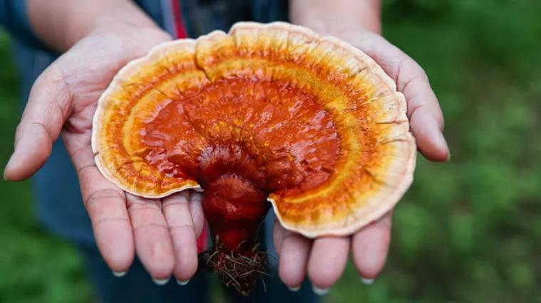 Se dice que el hongo reishi (Ganoderma lucidum) tiene una variedad de beneficios para la salud. Foto: GETTY IMAGES