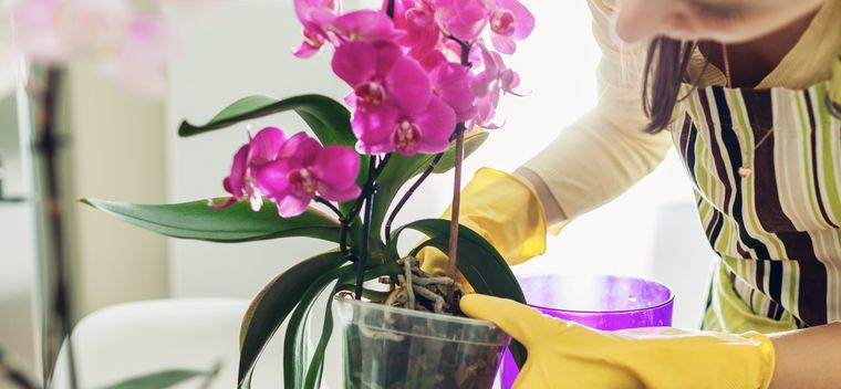 Aprende a realizar un abono casero que puede hacer que tus plantas florezcan como nunca antes Foto: Shutterstock