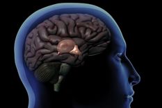 La glándula pineal es del tamaño de un guisante y se encuentra detrás del hipotálamo. (Fuente: GETTY IMAGES)