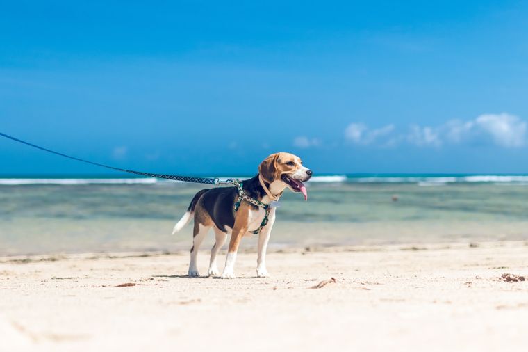 Mascotas Cómo protegerlos del calor Foto: Unsplash