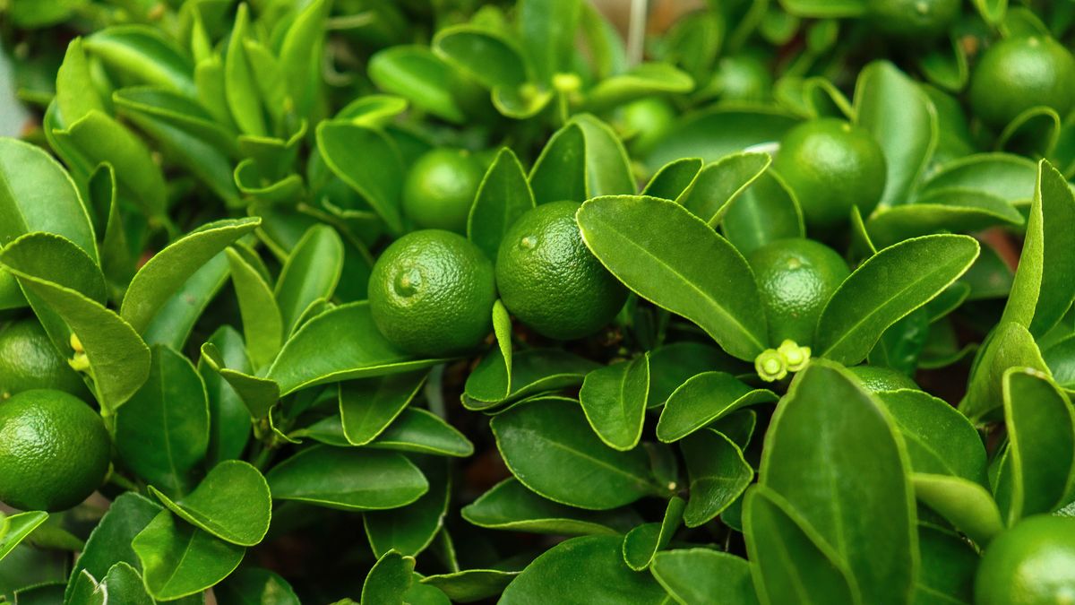 El árbol que da frutos todo el año y que es perfec
