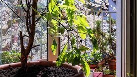 Este árbol decora y además, da los mejores frutos. Foto: Shutterstock Este árbol decora y además, da los mejores frutos. Foto: Shutterstock