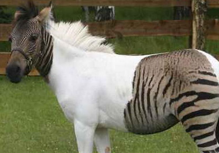 Un ejemplo de cebroide, mezlca ente caballo y zebra. Foto: Web