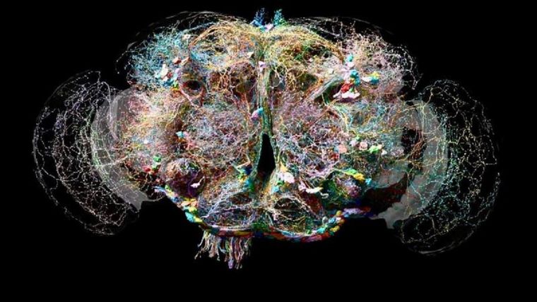 Tan bello como complejo: el cerebro de la mosca tiene más de 130.000 cables con 50 millones de intrincadas conexiones. Foto: MRC/NATURE