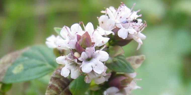 Creciente demanda externa para el orégano.