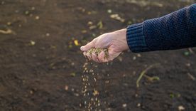 siembra de pasturas: claves tecnicas para ganar eficiencia en el sistema ganadero