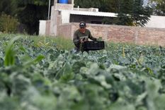 Mendoza apuesta a la ciencia aplicada con un sistema autónomo de inteligencia artificial pensado para zonas rurales y fincas alejadas.