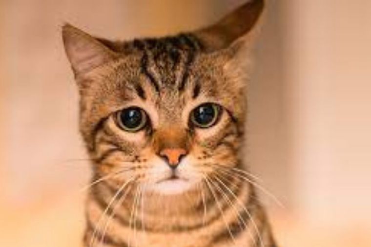 gato Foto: Purina Latam