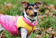 ¿Esta bien la decisión de vestir a nuestros animales? Foto: Shutterstock