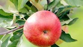 Las variedades enanas de manzanas son las adecuadas para cultivarlos en macetas para un patio, terraza o balcón Foto: Freepik.es
