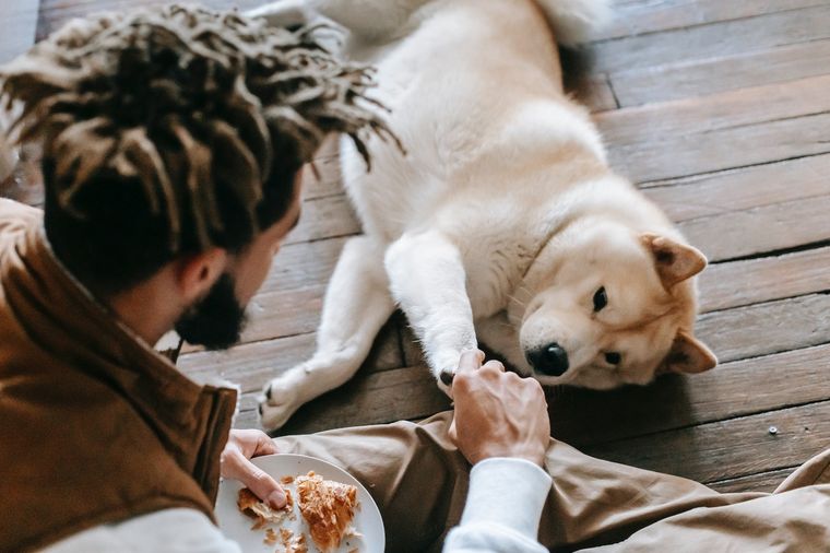 Mascotas Aprende a detectar dolencias en tus perros Foto: Pexels