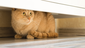 Cómo actuar ante este comportamiento en mascotas. Foto: Shutterstock