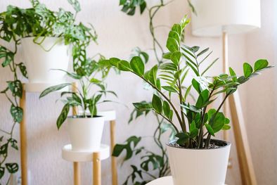 MDZol | La Zamioculcas zamiifolia