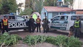 Las plantas de marihuana secuestradas en Guaymallén. Las plantas de marihuana secuestradas en Guaymallén.