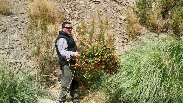 Erradicación de rosa mosqueta en Las Loicas. Foto: Gobierno de Mendoza
