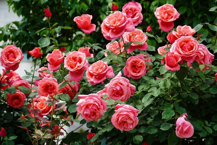 Este truco casero solo necesita un ingrediente de cocina Foto: Shutterstock