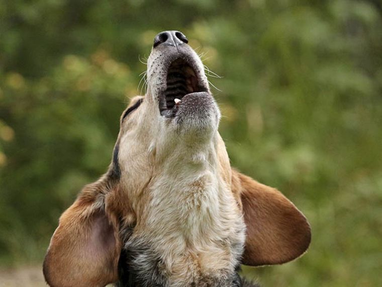 El ladrido de los perros puede tener diversas interpretaciones y conocer qué le pasa a tu perro es muy importante. Nosotros te ayudamos Foto: freepik