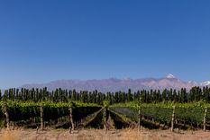 Llega una novedosa edición de Caminos del Vino en un lugar increíble