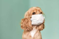 consejo de veterinario: no ponerle barbijos a las mascotas