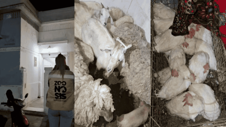 Los animales fueron rescatados y estaban destinados a sacrificios y rituales. Los animales fueron rescatados y estaban destinados a sacrificios y rituales.