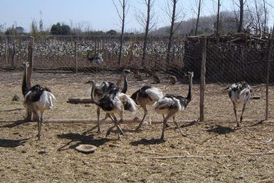 MDZol | El choique es un ave típico que habita en la geografía mendocina. Foto: Gobierno