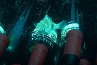 MDZol | Tapiz y una ocurrencia interesante.