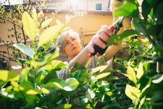 JARDÍN Gracias a la poda, las plantas pueden retomar energía para crecer Foto: shutterstock