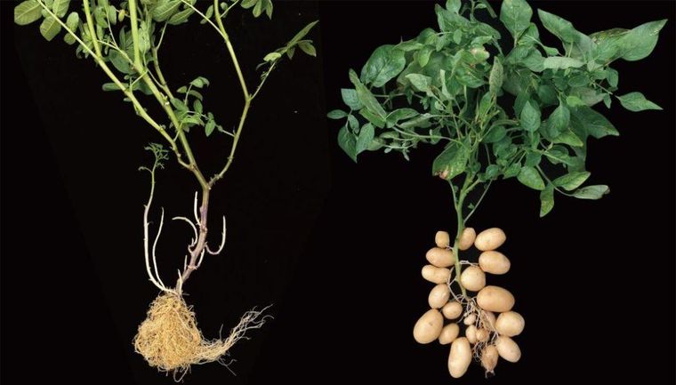 En la superficie, el etuberosum y el tuberosum pueden parecer similares, pero son sus tubérculos almidonados los que hacen de las papas un cultivo tan popular.