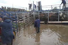 Foto: Comunidad Islera Asoc Civil