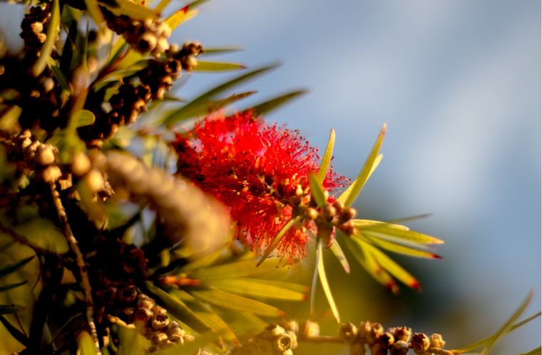 Plantas Cuáles podrás usar en Navidad Foto: Shutterstock