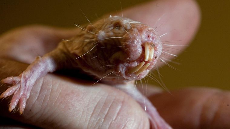 Las ratas calvas viven hasta 40 años, una larga vida en comparación con los aproximadamente tres años de un ratón.