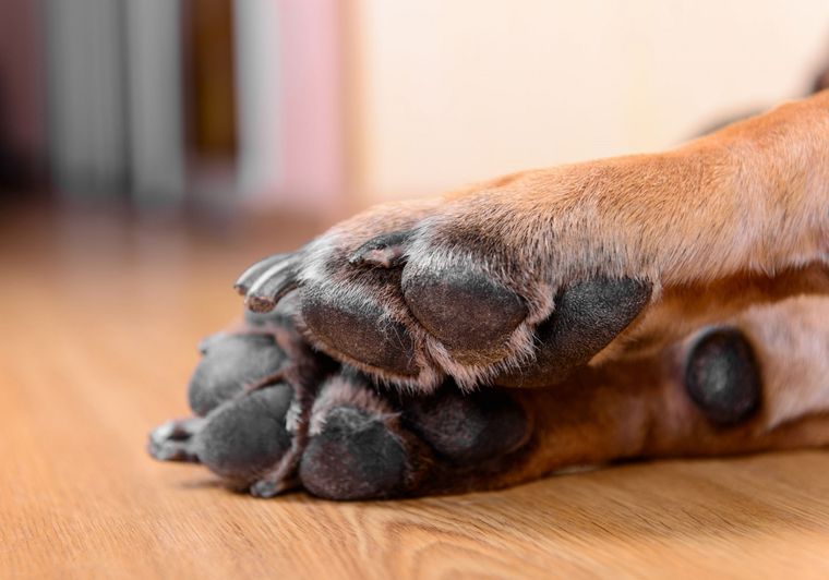 Revisar las patitas después de cada paseo permite detectar heridas o ampollas. Foto: Archivo Revisar las patitas después de cada paseo permite detectar heridas o ampollas. Foto: Archivo 