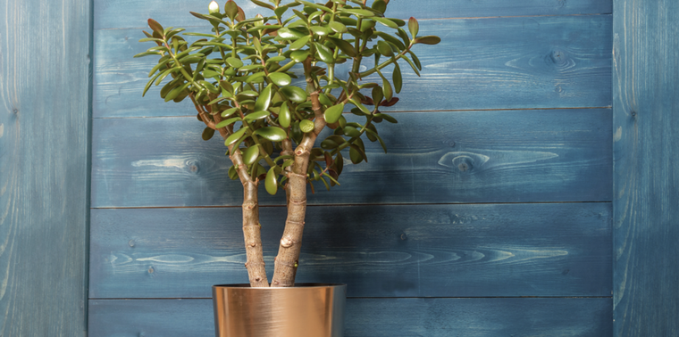 Con este abono casero, tu planta de jade crecerá como un arbusto Foto: Shutterstock