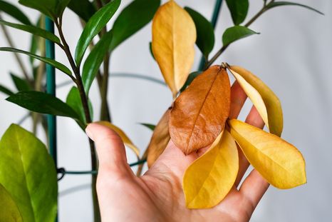 Las plantas dan señales cuando no están bien. Foto: Fuente: Shutterstock Las plantas dan señales cuando no están bien. Foto: Fuente: Shutterstock