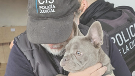 Allanaron un criadero en Villa Urquiza que tenía más de 14 animales en pésimas condiciones