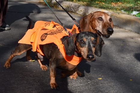 El festival Zoopalooza invita a los mendocinos a disfrutar al aire libre mientras colaboran con los refugios de animales locales. El festival Zoopalooza invita a los mendocinos a disfrutar al aire libre mientras colaboran con los refugios de animales locales.