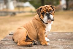Perros Características del bulldog Foto: Shutterstock