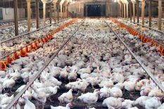 La gripe aviar puede pasar a las personas. Foto: Plumas-Alas.