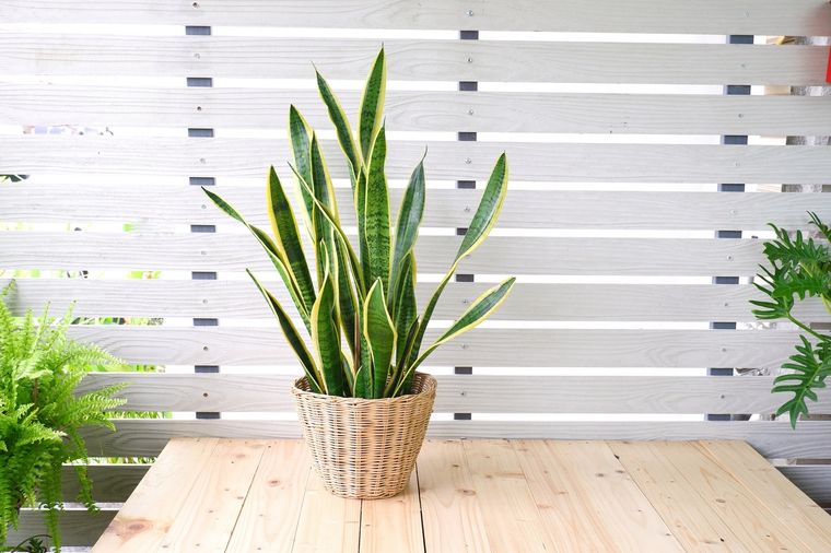 Este abono es mágico por lo que la sansevieria tendrá todo el año nuevas flores Foto: Shutterstock