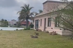 La vecina de Nordelta pidió que los reubiquen los carpinchos que invadieron su jardín: Pago tres lotes de expensas para que destrocen el jardín. Foto: Captura de video